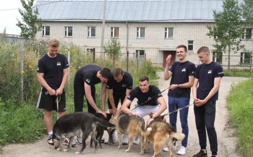 Players of the basketball team “Bulldogs of VSU”: stray dogs need owners